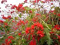 Weihnachtsstern (Euphorbia pulcherrima)