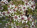 Gebüsch-Aster (Aster divaricatus)