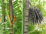 Açaí-Palme (Euterpe oleracea), Urheber/Quelle/Lizenz: Forest Starr & Kim Starr, www.starrenvironmental.com, CC BY 4.0