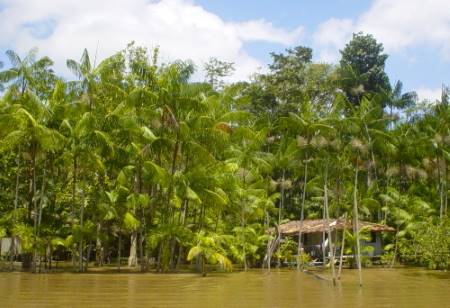 Açaí-Palme (Euterpe oleracea)