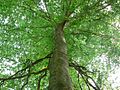 Amerikanische Buche (Fagus grandifolia)