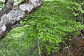 Japanische Buche (Fagus japonica)