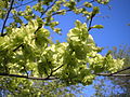 Orient-Buche (Fagus orientalis)