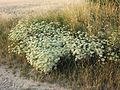 Gemeine Sichelmöhre (Falcaria vulgaris)