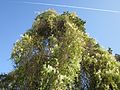 Schlingknöterich (Fallopia baldschuanica)