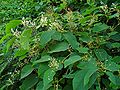 Japanischer Staudenknöterich (Fallopia japonica)