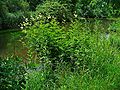 Echtes Mädesüß (Filipendula ulmaria)