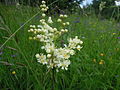 Kleines Mädesüß (Filipendula vulgaris)