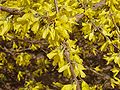 Grüne Forsythie (Forsythia viridissima)