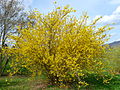 Garten-Forsythie (Forsythia × intermedia)