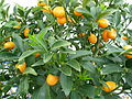 Ovale Kumquat (Fortunella margarita)