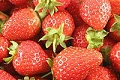 Erdbeeren (Fragaria)