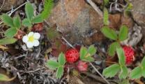 Chile-Erdbeere (Fragaria chiloensis)