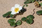 Blüte und Blätter der Chile-Erdbeere (Fragaria chiloensis)