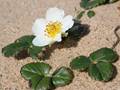 Chile-Erdbeere (Fragaria chiloensis)