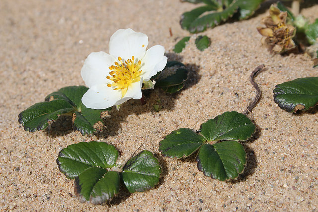 Blüte und Blätter der Chile-Erdbeere (Fragaria chiloensis)