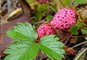 Fragaria daltoniana