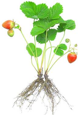 Erdbeerpflanze (Fragaria)