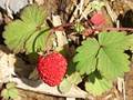 Fragaria iinumae