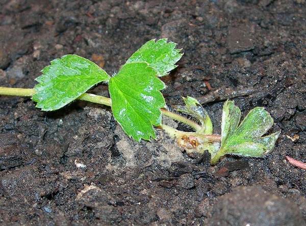 Blätter der Iturup-Erdbeere (Fragaria iturupensis)