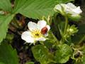 Blüte und Blätter der Moschus-Erdbeere (Fragaria moschata)