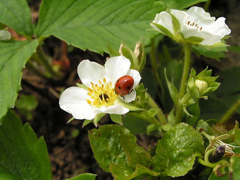 Blüte und Blätter der Moschus-Erdbeere (Fragaria moschata)