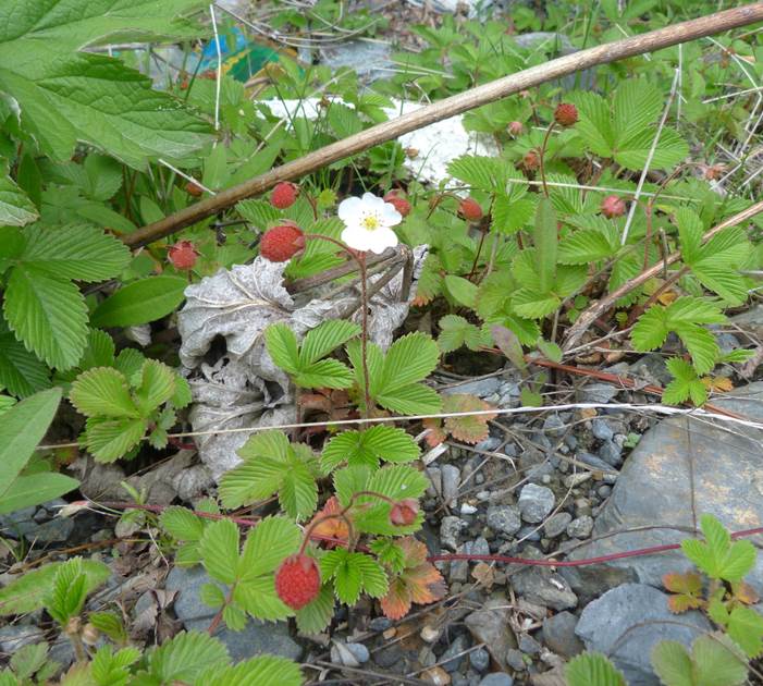 Fragaria moupinensis