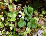 Fragaria nilgerrensis