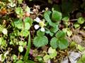 Fragaria nilgerrensis