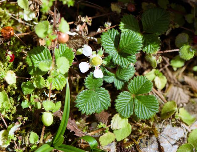 Fragaria nilgerrensis