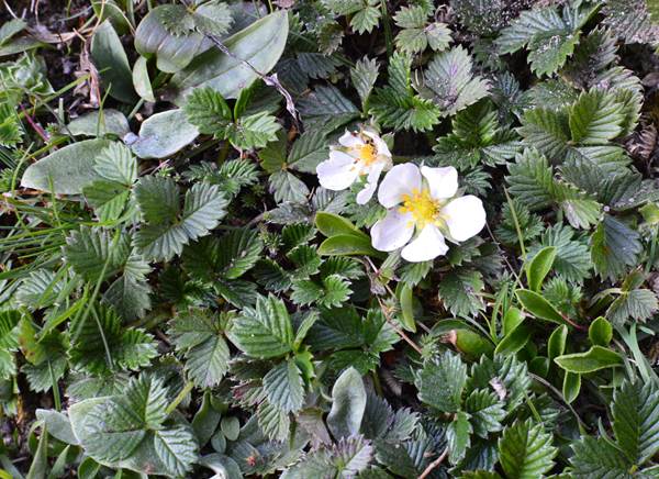 Fragaria nubicola