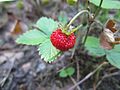 Frucht und Blätter der Wald-Erdbeere (Fragaria vesca)