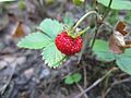 Wald-Erdbeere (Fragaria vesca)