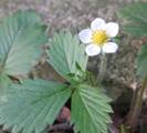 Blüte und Blätter der Wald-Erdbeere (Fragaria vesca)