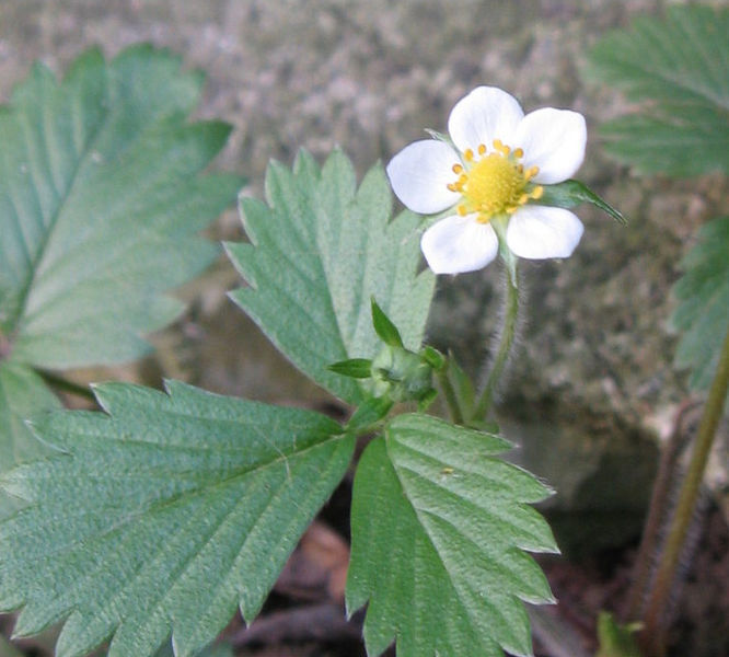 Blüte und Blätter der Wald-Erdbeere (Fragaria vesca)