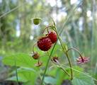 Früchte der Wald-Erdbeere (Fragaria vesca)