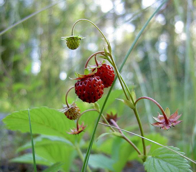 Früchte der Wald-Erdbeere (Fragaria vesca)