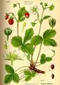Illustration der Wald-Erdbeere (Fragaria vesca)