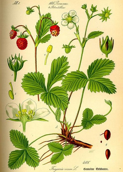 Walderdbeere (Fragaria vesca)