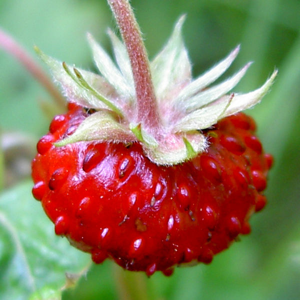 Früchte der Wald-Erdbeere (Fragaria vesca)