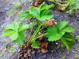 Blätter der Garten-Erdbeere (Fragaria x ananassa)