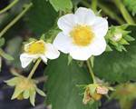 Blüte der Garten-Erdbeere (Fragaria x ananassa)