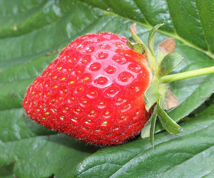 Frucht der Garten-Erdbeere (Fragaria x ananassa)