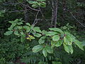 Amerikanischer Faulbaum (Frangula purshiana)