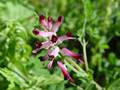 Gewöhnlicher Erdrauch (Fumaria officinalis)