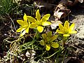 Böhmen-Gelbstern (Gagea bohemica)