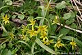 Gewöhnlicher Gelbstern (Gagea lutea)