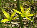 Wiesen-Gelbstern (Gagea pratensis)