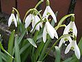 Kleines Schneeglöckchen (Galanthus nivalis)