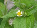 Behaartes Knopfkraut (Galinsoga ciliata)